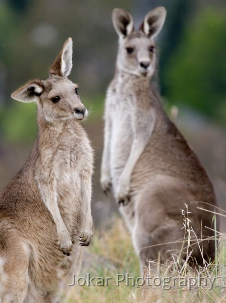 Red Hill_20061120_081.jpg - Eastern grey kangaroos, Red Hill, Canberra ACT